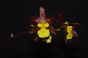 Oncidium Tigersun