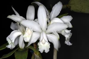 Cattleya Claesiana Alba