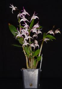 Dendrobium Rochelle