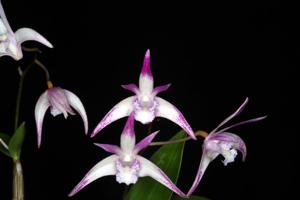 Dendrobium Rochelle