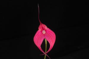 Masdevallia Gertrude Puttock