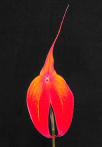 Masdevallia Solar Flare