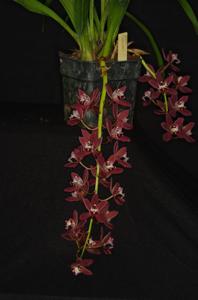 Cymbidium Fairy Rouge