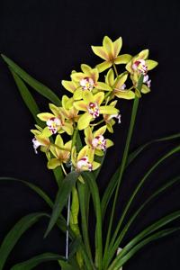 Cymbidium Gareth