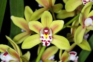 Cymbidium Gareth