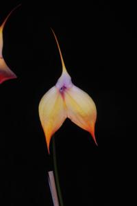 Masdevallia Falcata