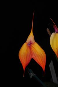 Masdevallia Falcata