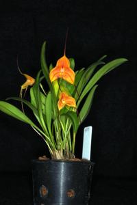 Masdevallia Sunny Angel