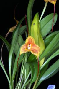 Masdevallia Sunny Angel