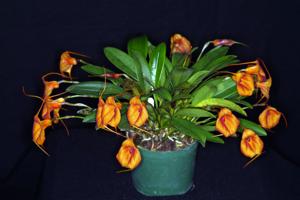 Masdevallia Susan