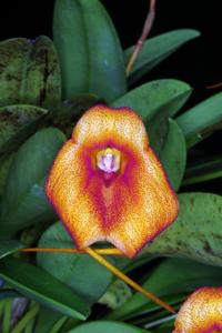 Masdevallia Susan