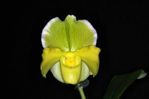 Paphiopedilum Magic Oro