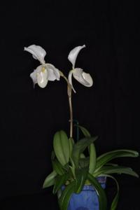 Paphiopedilum Phips