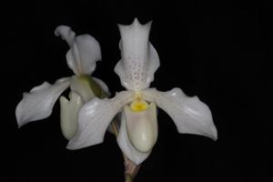 Paphiopedilum Phips