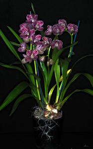 Cymbidium Chatter Magic-Vogelsang