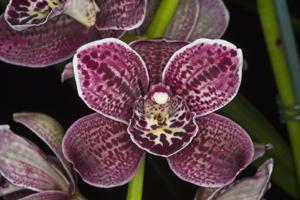 Cymbidium Chatter Magic-Vogelsang