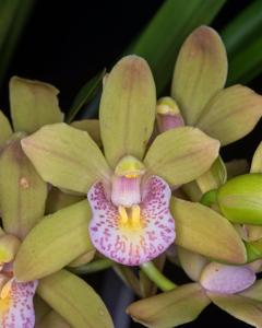 Cymbidium Sarah Jean