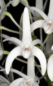 Dendrobium Aussie Elite