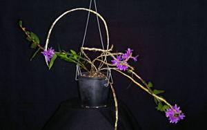 Dendrobium Kuniko