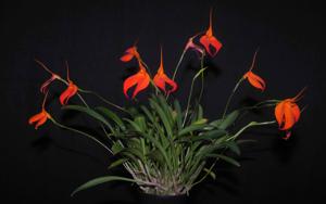 Masdevallia Trevor Gillbanks