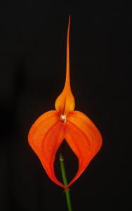 Masdevallia Trevor Gillbanks