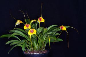 Masdevallia Duncan Butler