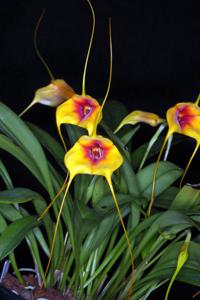 Masdevallia Duncan Butler