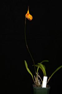 Masdevallia Falcata