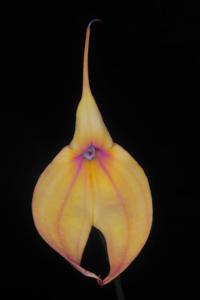 Masdevallia Falcata