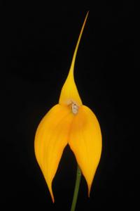 Masdevallia Falcata