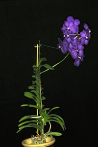 Vanda Manuel Torres