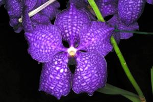 Vanda Manuel Torres