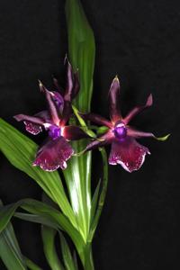 Zygopetalum Advance Australia