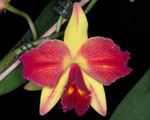 Cattleya Fire Magic