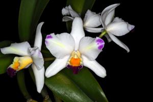 Cattleya Mari's Magic