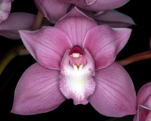 Cymbidium Coconut Ice