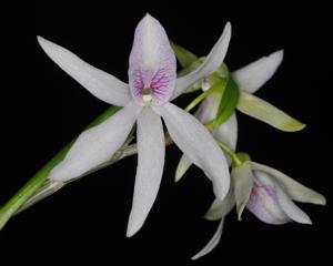 Dendrobium Chinsai