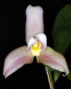 Lycaste Koolena