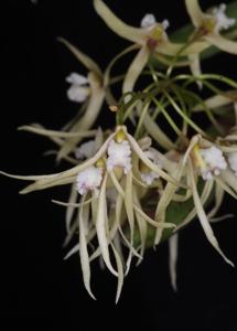 Dendrobium Zuchini