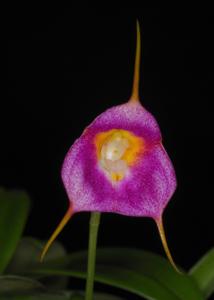 Masdevallia Blushing Belle