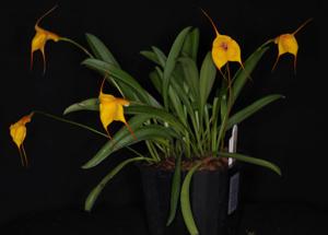 Masdevallia Hoosier Angel