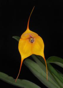 Masdevallia Hoosier Angel