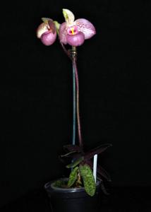 Paphiopedilum Carolyn Butcher