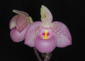 Paphiopedilum Carolyn Butcher