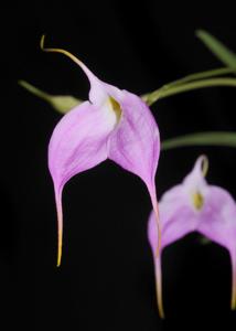 Masdevallia Bella Donna