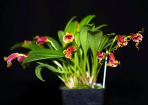 Masdevallia Curly George