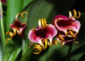 Masdevallia Curly George