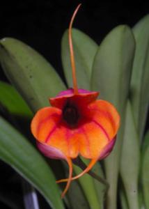 Masdevallia Gold Purse