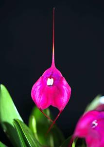 Masdevallia Hot Shot