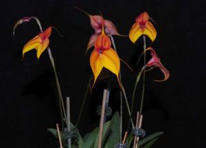 Masdevallia Kimball's King